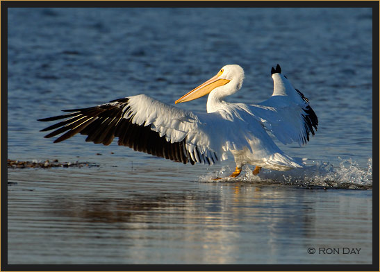White Pelican, (Pelecanus erythrorhynchos), Landing